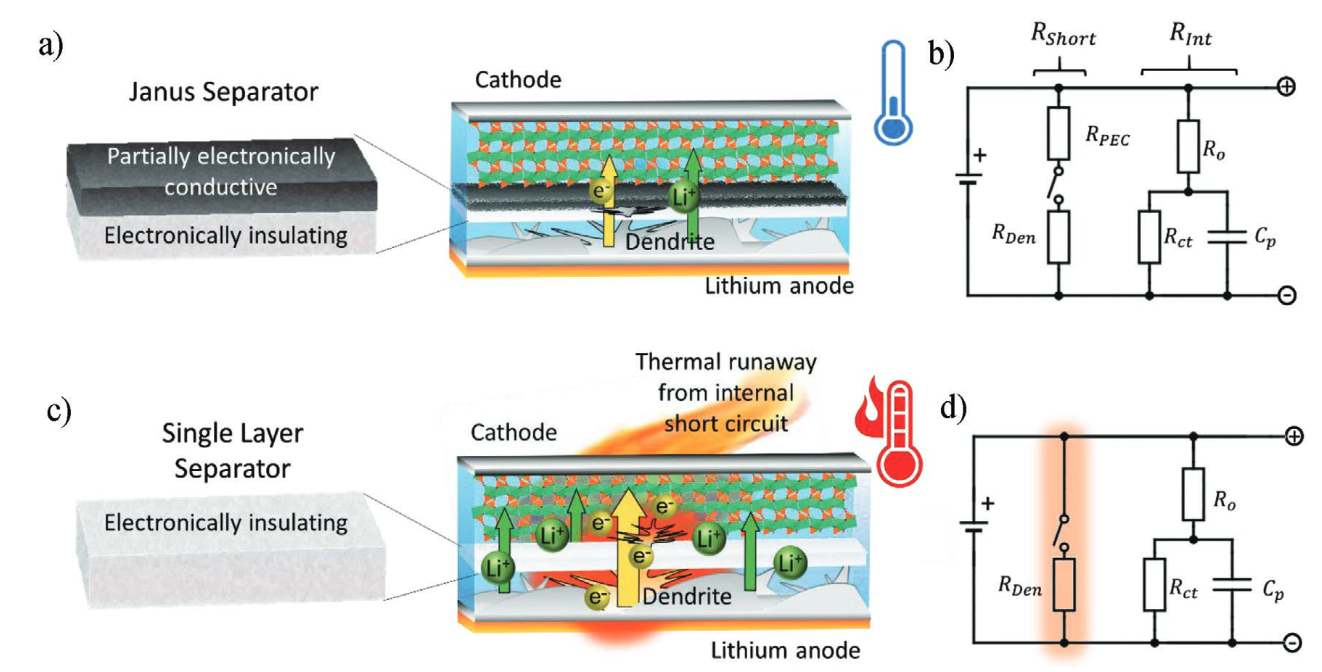 Schematic of dendrites growing from a lithium-metal anode toward the separator during battery cycling.